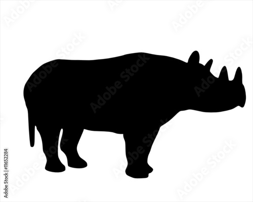 Spitzmaulnashorn