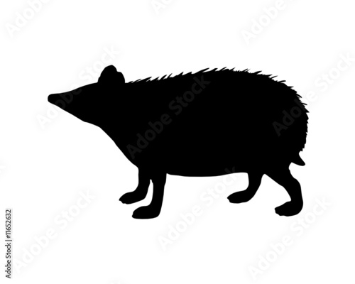 Igel