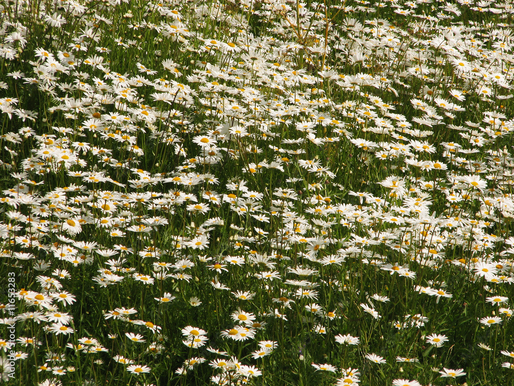 Obraz premium Camomile