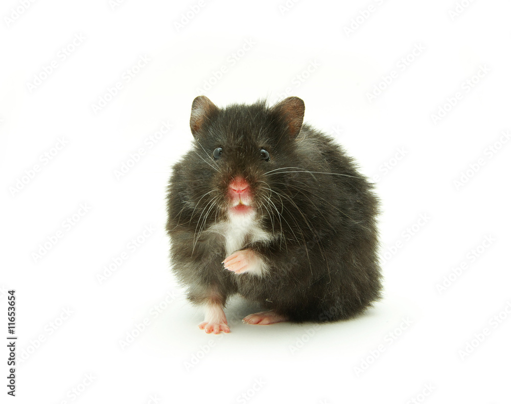 hamster hamster
