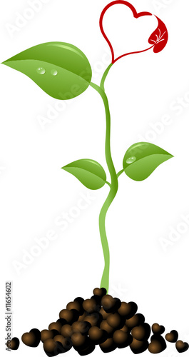 Plant with heart blossom