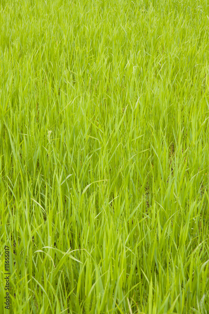Grass texture Grass texture