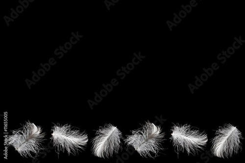 Fotografie feathers