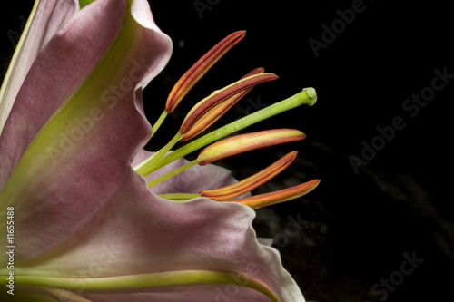 Fotografie detalle de un lilium