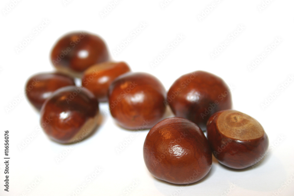 Conkers Conkers