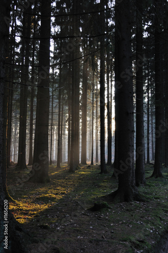 Teutoburgerwald sonnengeflutet
