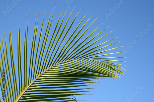 Leaves of palm tree isolated on blue background