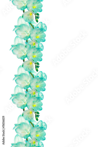 Flower (fresia) border design
