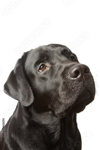 The dog black labrador isolated on white