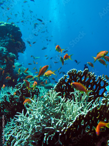 Photo of coral colony #11662494