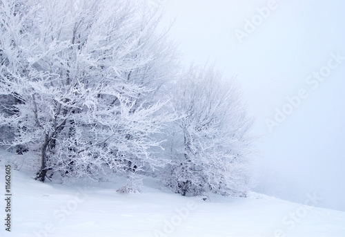 Winter tree © SJ Travel Footage