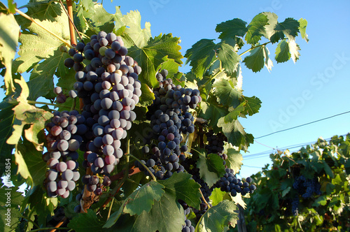 Uva rossa