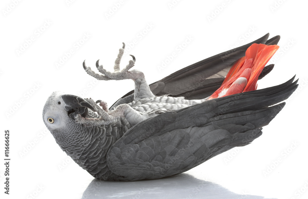 Fotografie African Grey Parrot
