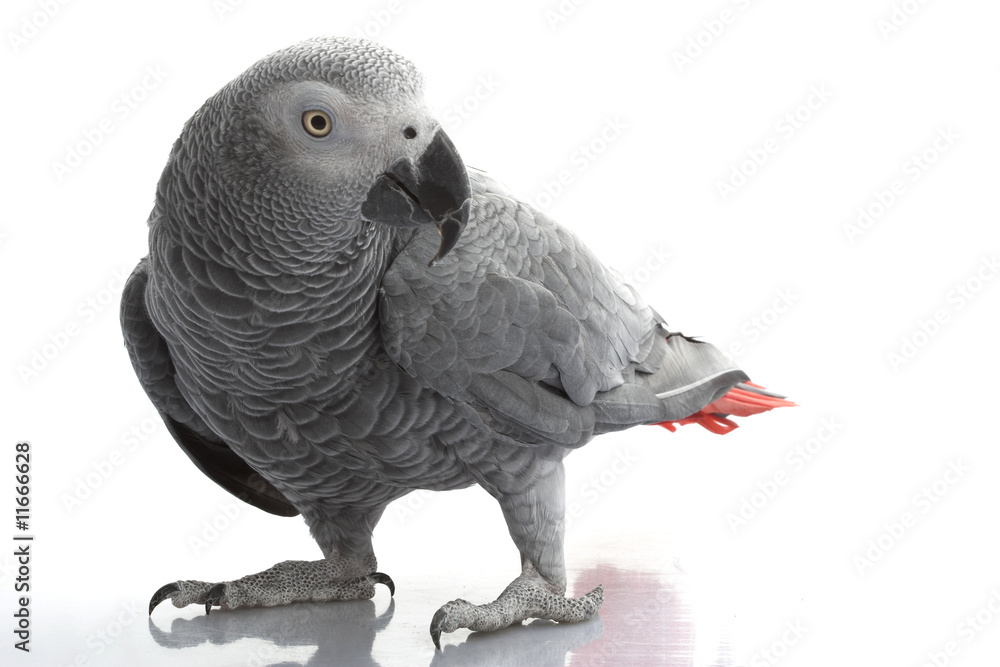 Fototapeta premium African Grey Parrot