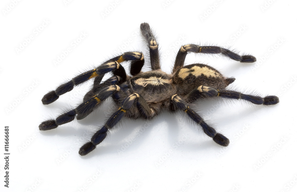 Sapphire Ornamental Tarantula Sapphire Ornamental Tarantula