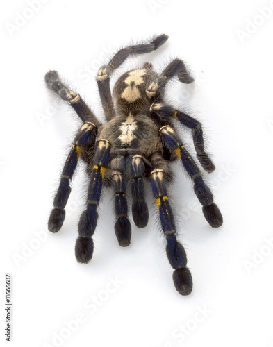 Sapphire Ornamental Tarantula