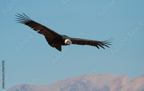 Huge Condor looking for prey in Colca Canyon
