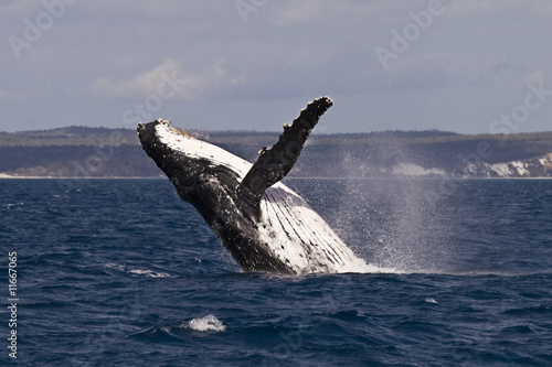 Obraz na płótnie Humpback whale breach