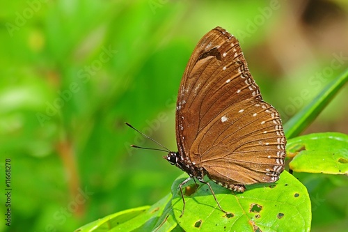 brown butterfly in the parks