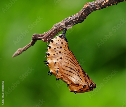 Malayan egg fly pupa in the parks photo