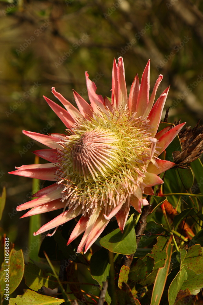 Single King Protea Single King Protea