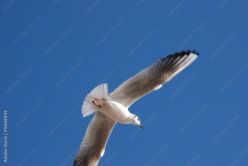 Fototapeta premium oiseau blanc