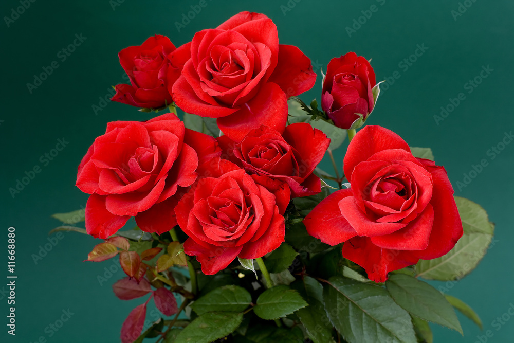 Obraz premium red roses