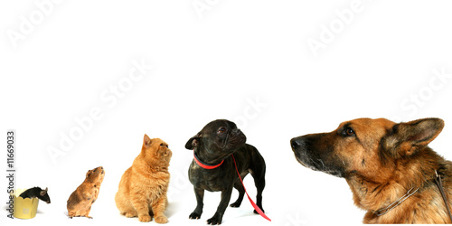 Fototapeta Naklejka Na Ścianę i Meble -  par ordre de taille