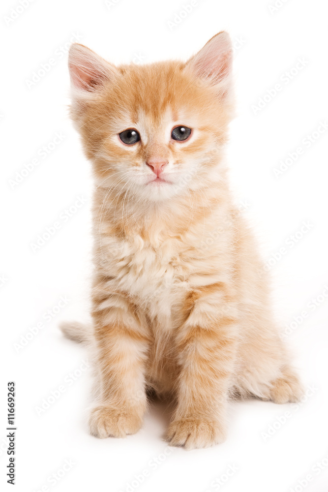 Small kitten on white background
