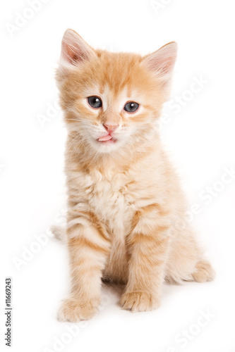 Small kitten on white background