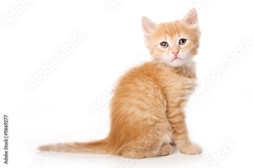 Small kitten on white background