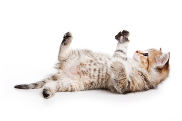 Small kitten on white background
