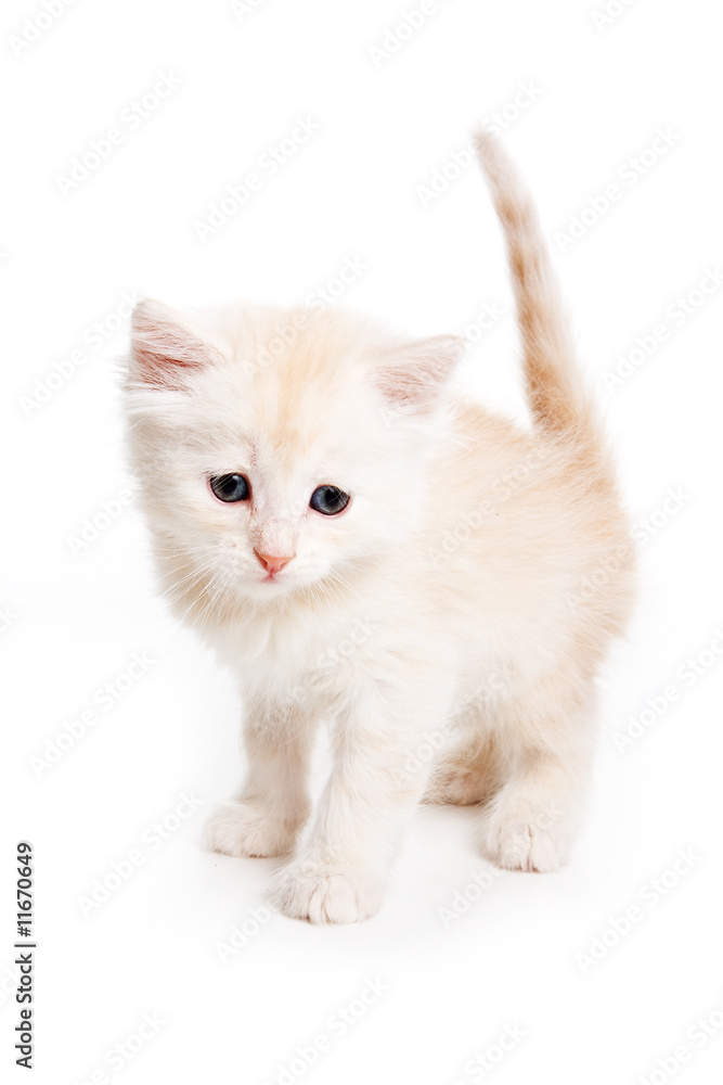 Obraz premium Small kitten on white background