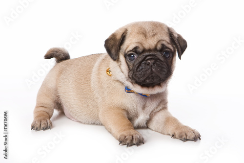 Pug puppy on white background