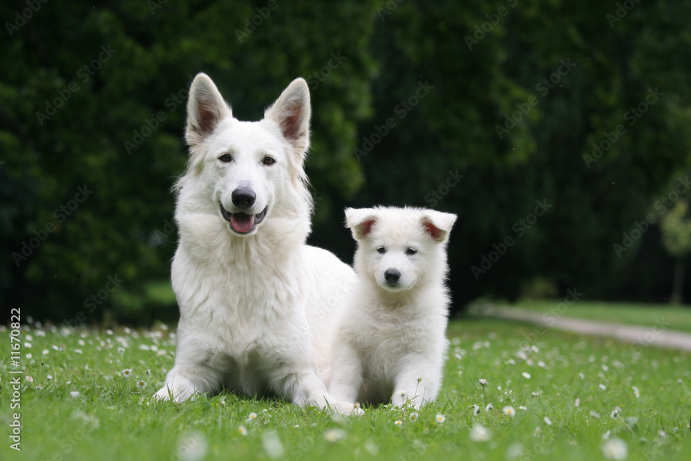 Adorable petite famille de Bergers Blancs Adorable petite famille de Bergers Blancs