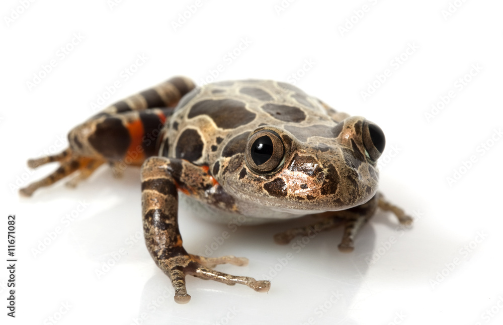 Naklejka premium Tiger-Legged Walking Frog