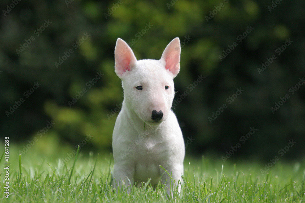 Bull terrier miniature aux oreilles roses