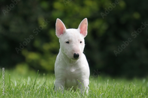 Bull terrier miniature aux oreilles roses Fototapet