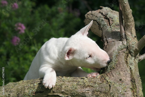 Mini Bull terrier chiot blanc reniflant un tronc d'arbre