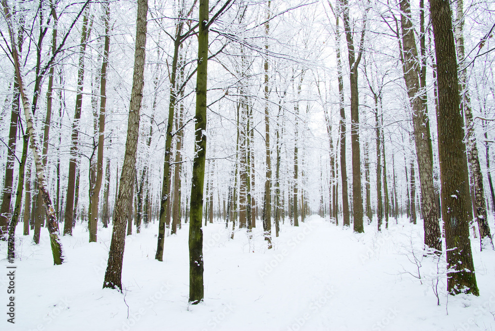 Fototapeta premium winter