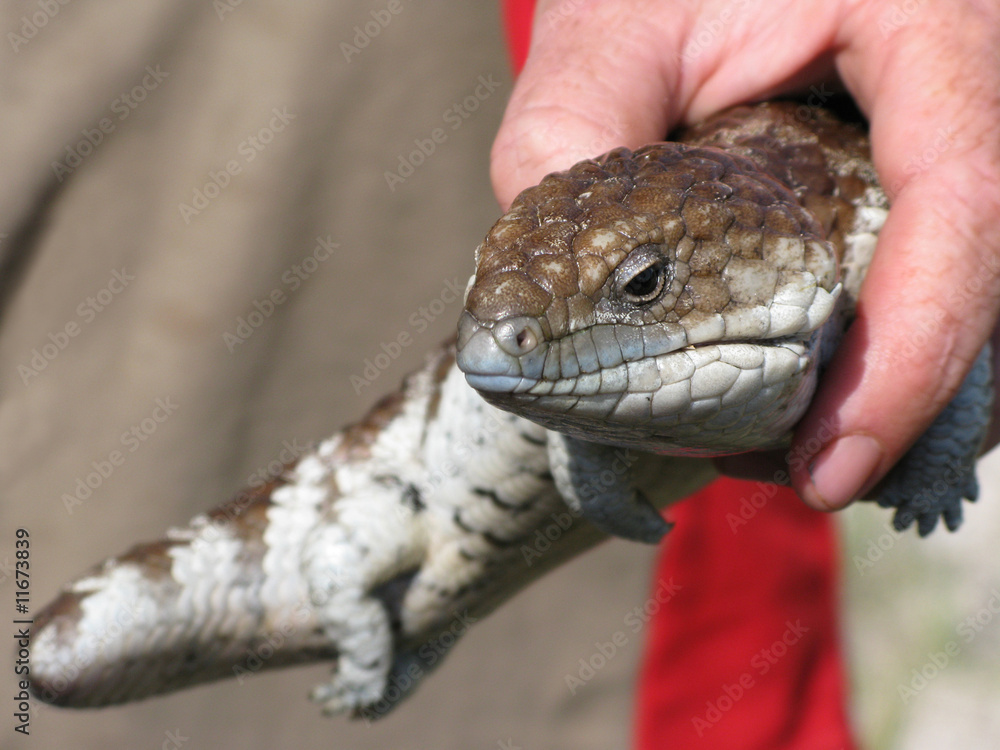 Fototapeta premium Shingleback Lizard