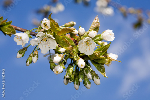 Cherry blossom. © juri semjonow