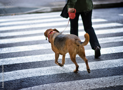 Man with a dog crossing the street