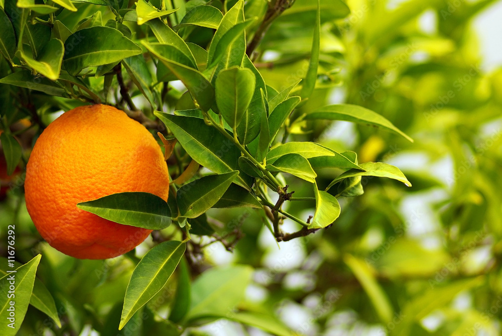 A mature orange in the tree. A mature orange in the tree.
