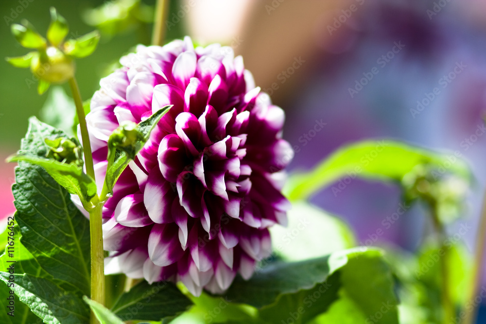 Fototapeta premium verry nice natural flowers