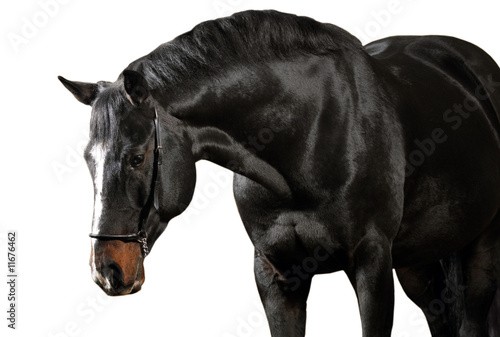 Dark horse on white background