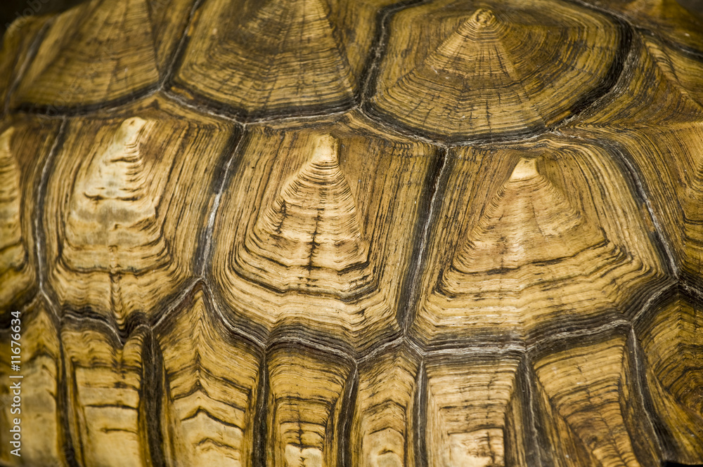 Abstract Tortoise Shell Abstract Tortoise Shell