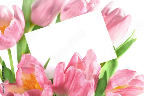 Fototapeta Naklejka Na Ścianę i Meble -  pink tulips with a blank gift tag