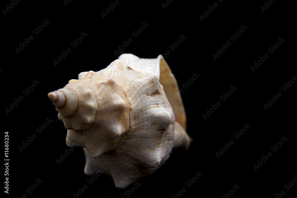 shell on the black background shell on the black background