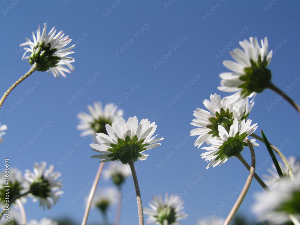 Obraz premium Gänseblume